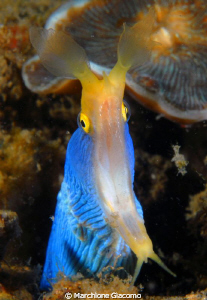 Rebon eel
Komodo 2009
Nikon D200. 60 micro,twin strobo by Marchione Giacomo 